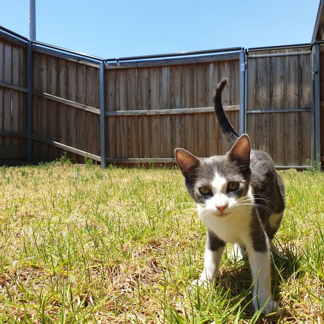 Oscillot Cat Containment System 06