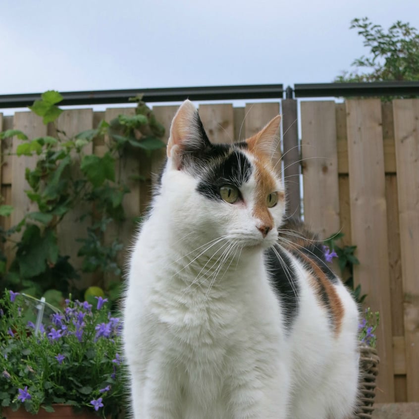 Oscillot Cat Containment System 08