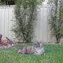 Oscillot Cat Containment System 05
