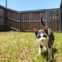 Oscillot Cat Containment System 06
