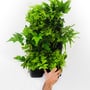 GreenWall Connect-a-Pot Modular Kit with Wall Brackets